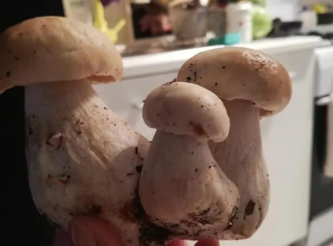 Chatki Nad Wodnym Zakatkiem. *